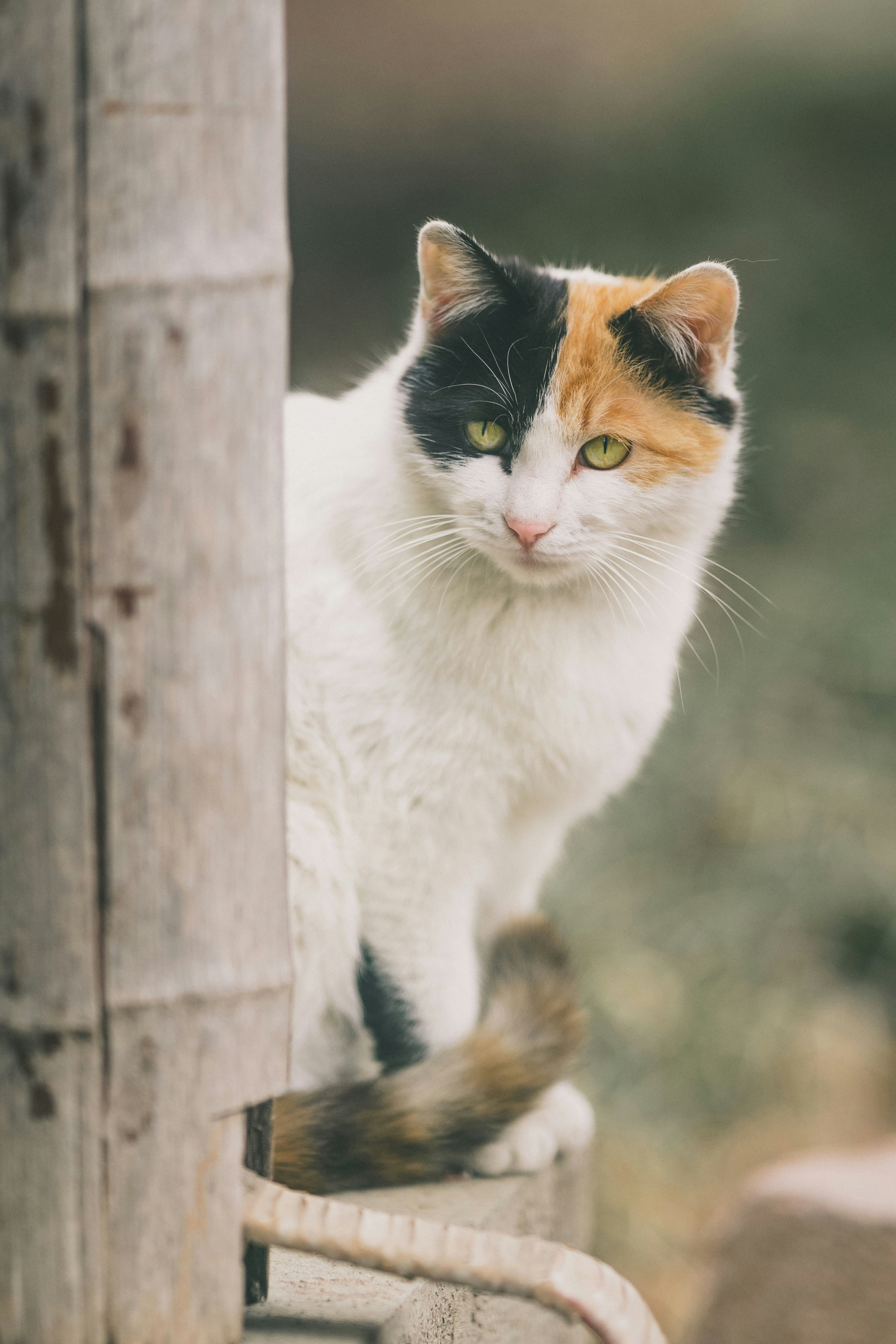 white and brown cat on brown wooden fence